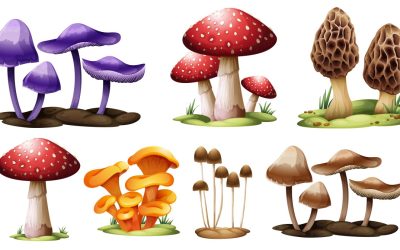 Les champignons poussent au périscolaire de Chancelade