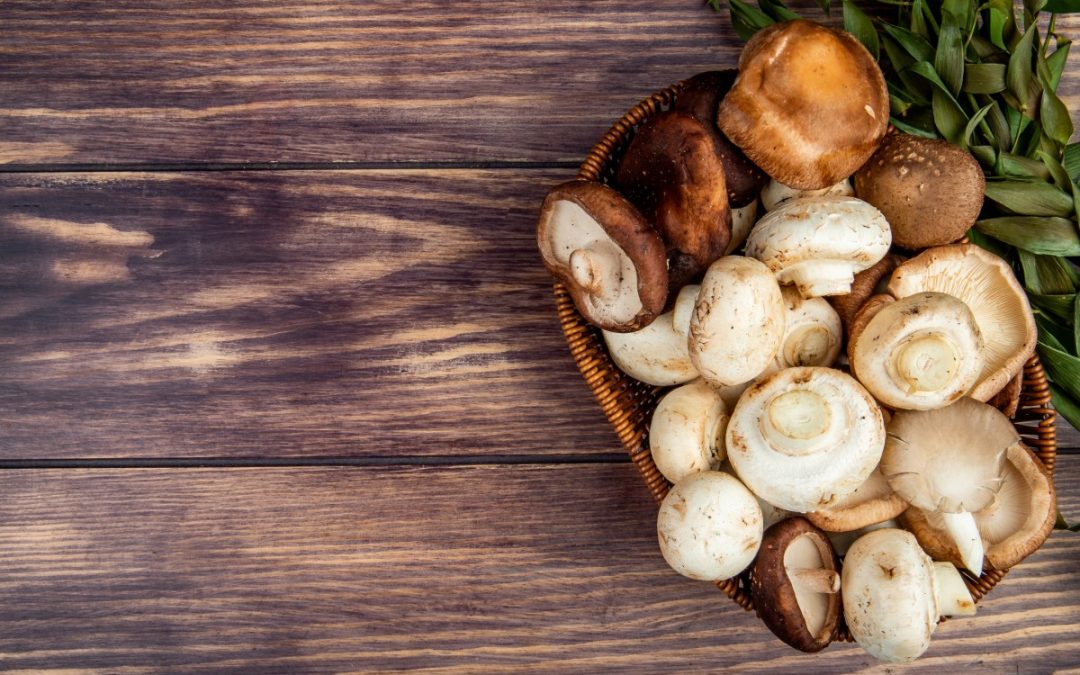 SALON – Autour du champignon