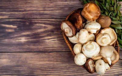 LES CHAMPIGNONS SOUS LES YEUX DES ENFANTS