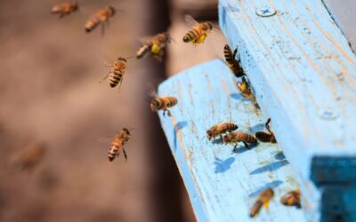 Henri Mas : l’homme qui murmure aux oreilles des abeilles