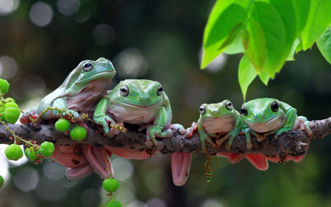 Biodiversité – L’œil des journalistes