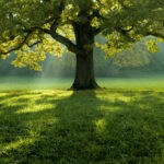 Au pied de mon arbre…