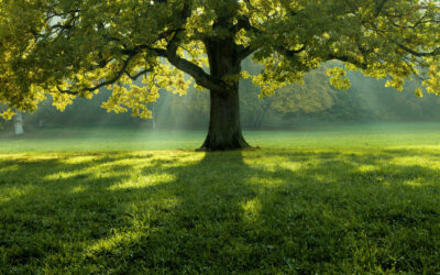 Au pied de mon arbre…