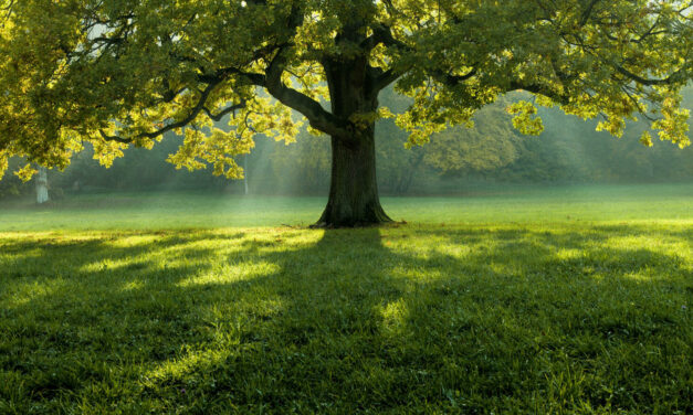 Au pied de mon arbre…