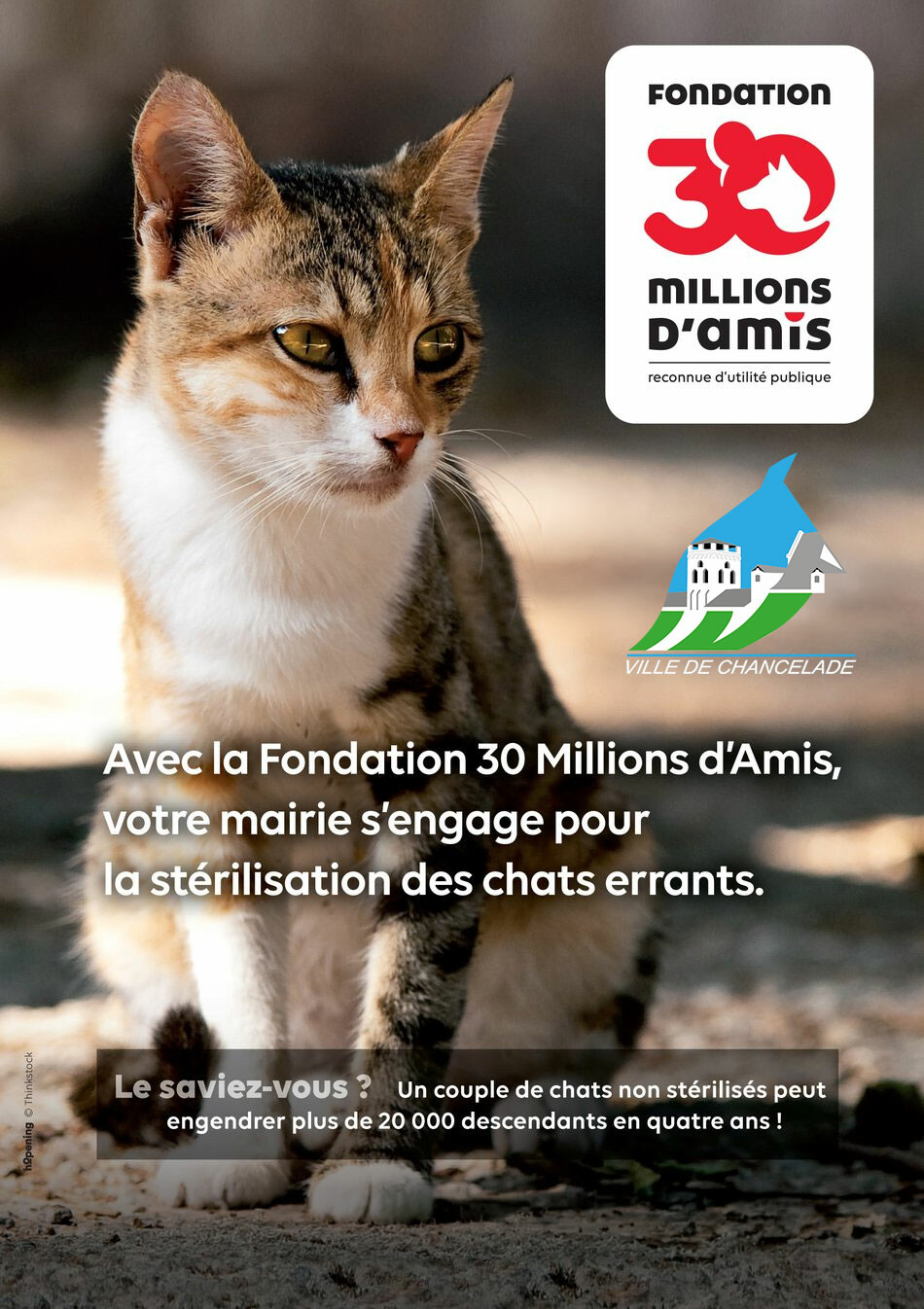 campagne-de-sterilisation-des-chats-errants
